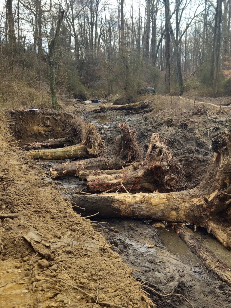 Root Wads at Cypress Branch Dam Removal Site | Jessie Thomas-Blate