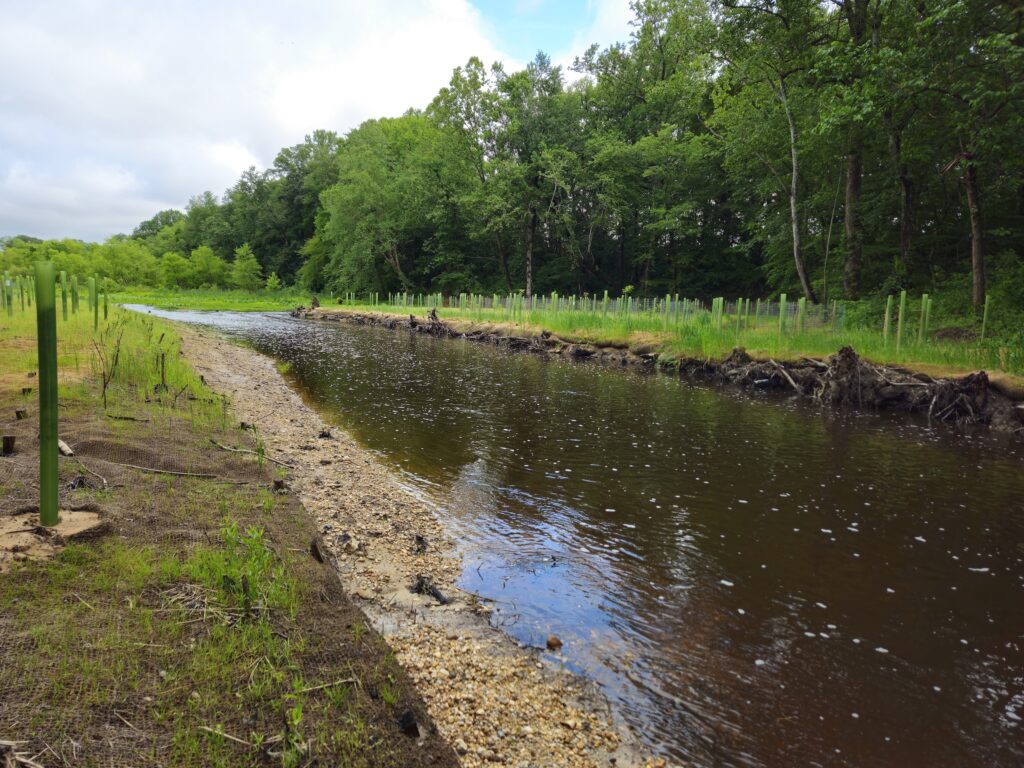 Cypress Branch Dam Removal SIte | Jessie Thomas-Blate