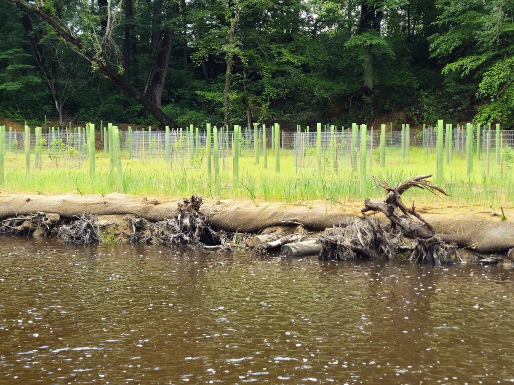 Root Wads at Cypress Branch Dam Removal Site | Jessie Thomas-Blate