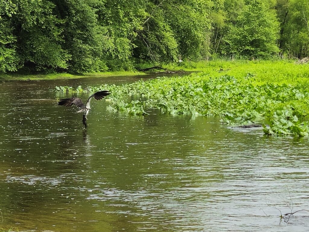 Osprey catching a fish at the Cypress Branch dam removal site | Jessie Thomas-Blate