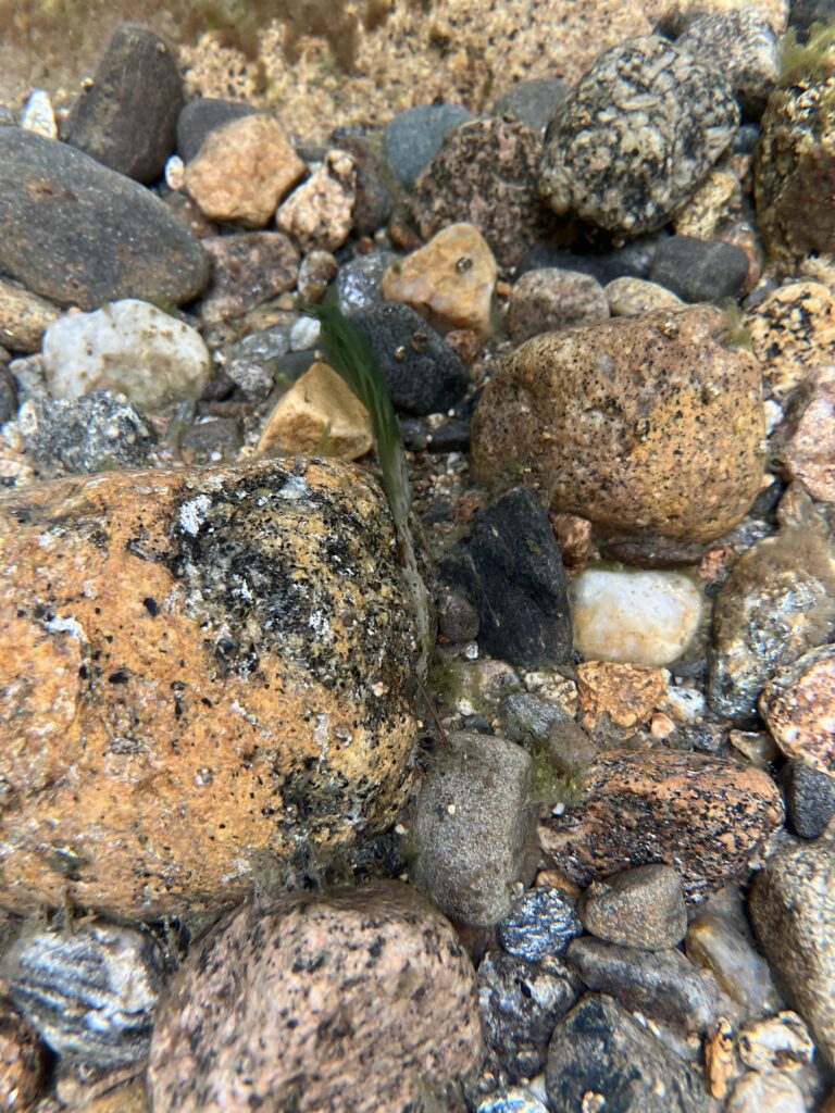 Caddis gossamer web attached to rock | Andy Fisk