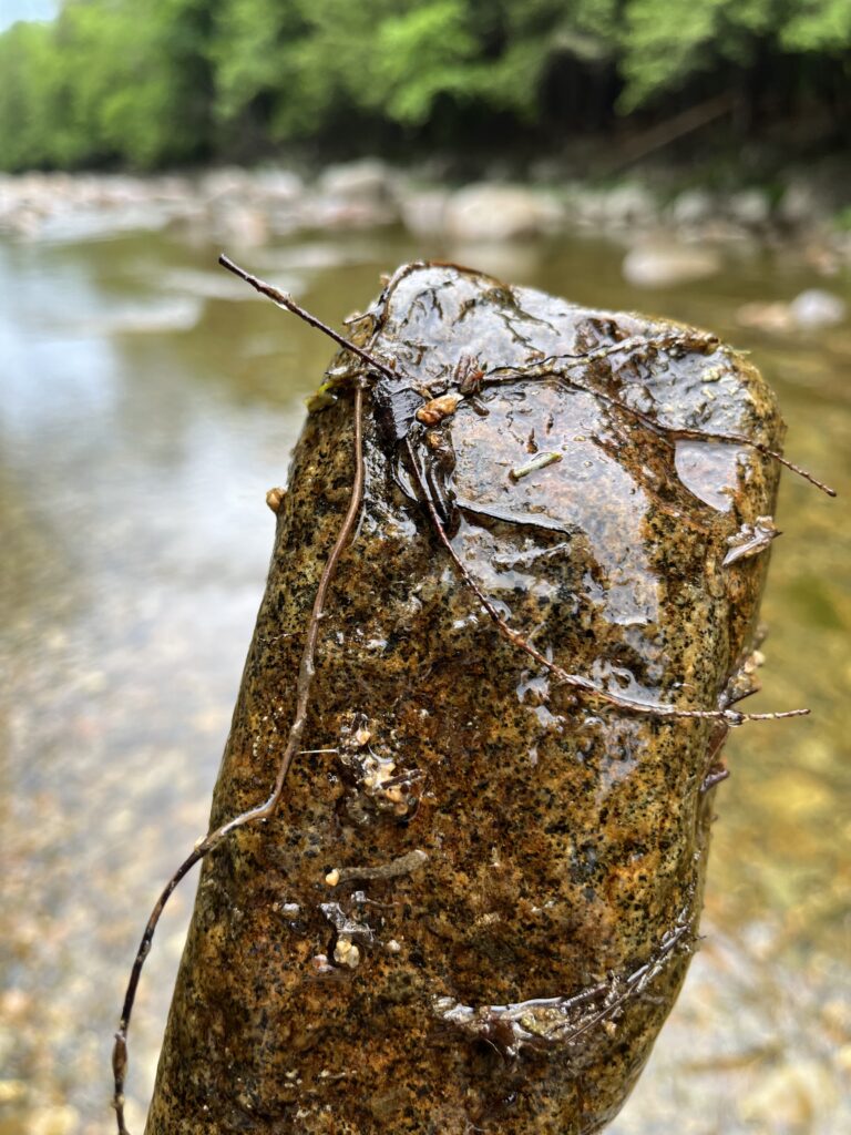 Caddis structure leaves and twigs | Andy Fisk