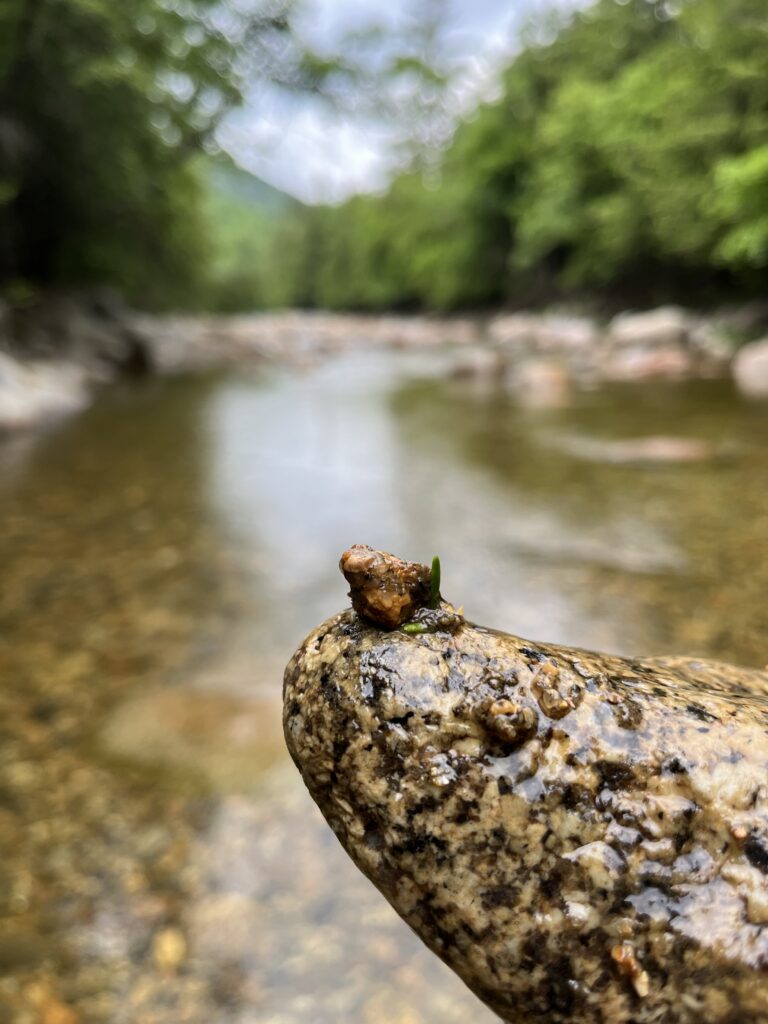 Caddis structure with stones and hemlock leaves | Andy Fisk
