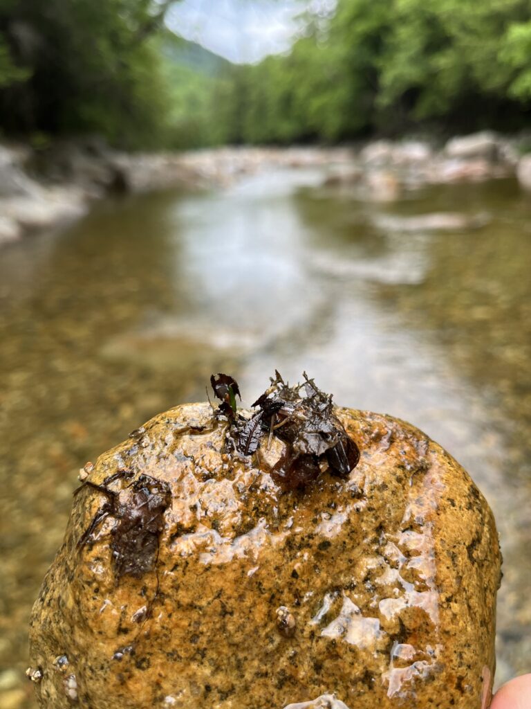 Caddis structures made from leaves | Andy Fisk