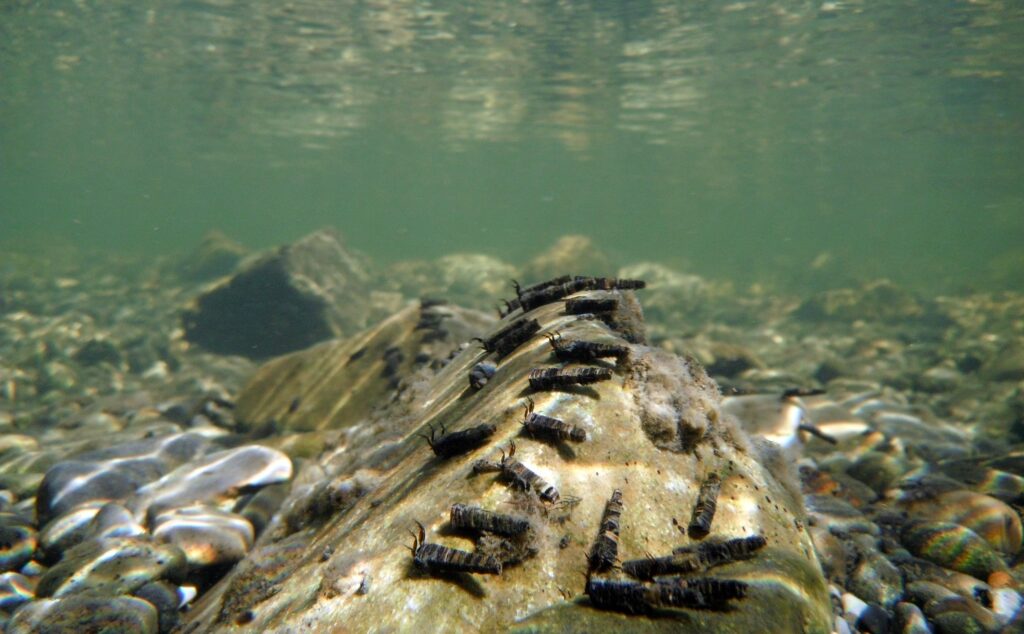 Caddisfly larvae underwater| Shutterstock