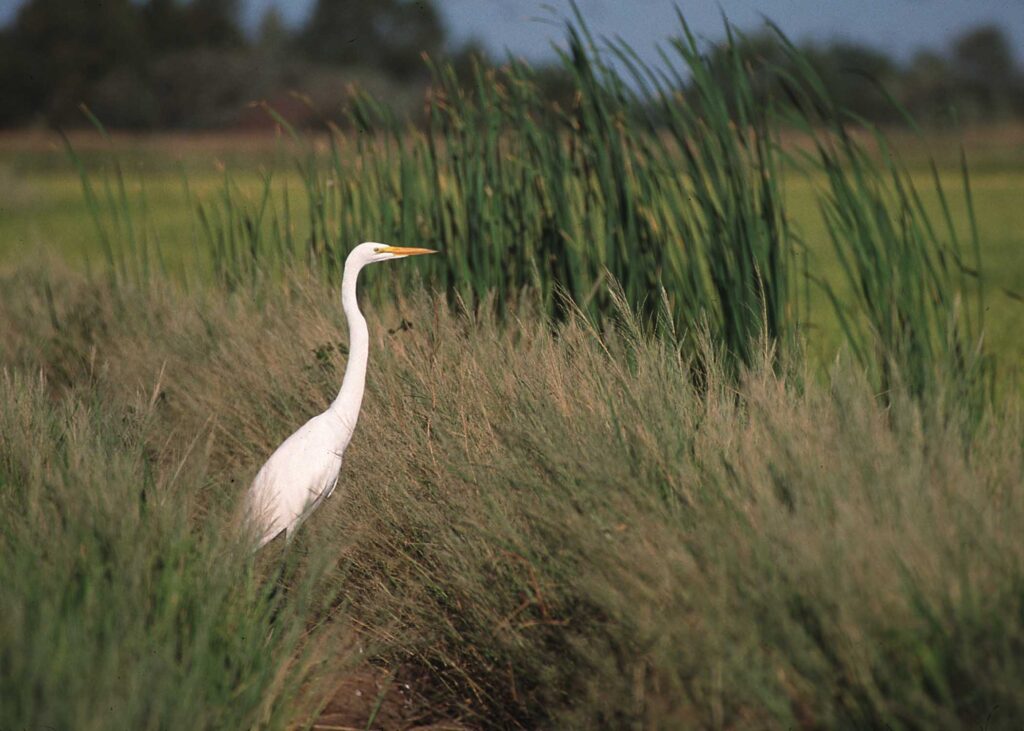 Egret, California | Gary Kramer (National Resources Conservation Service)