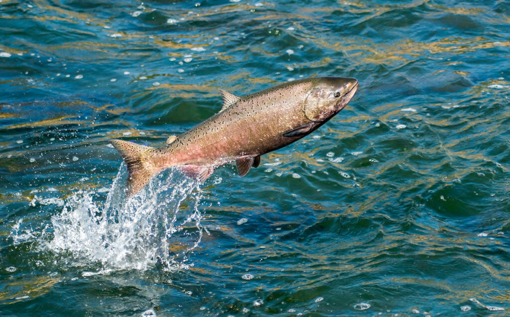 Female Chinook Salmon Jumping during spawning season