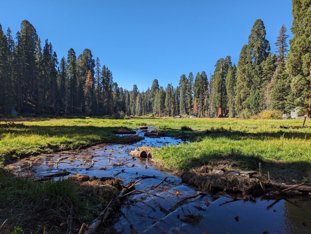 Log Meadow, California | Maiya Greenwood