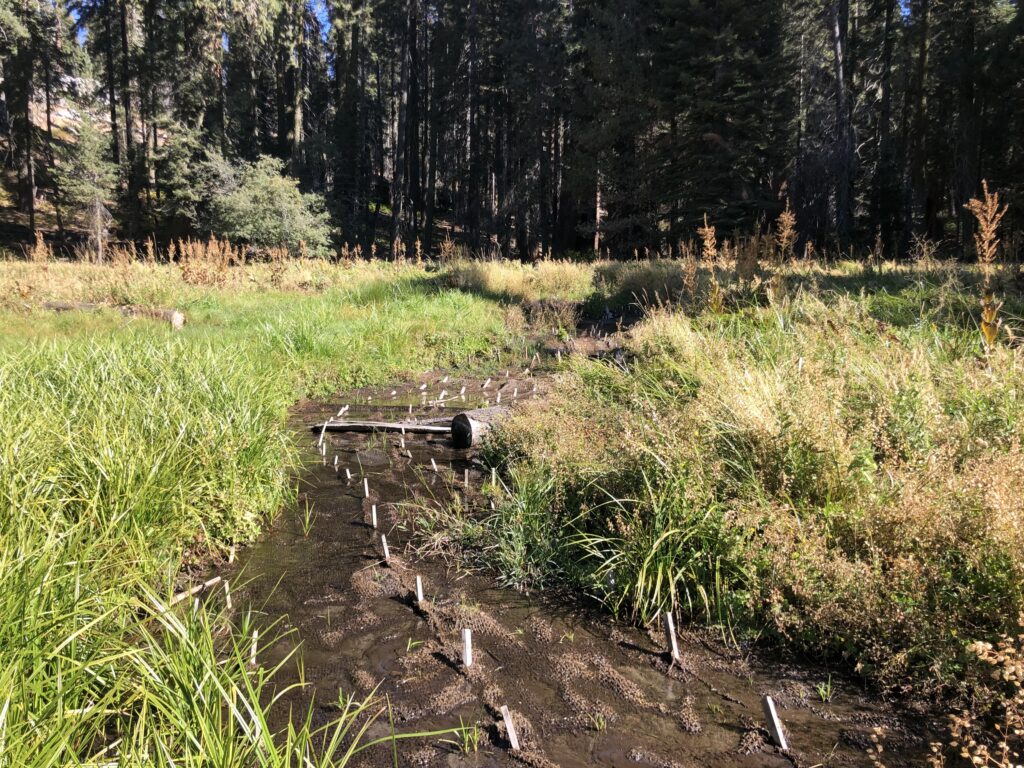 Log Meadow, Sierra Nevada, California | Evan Wolf