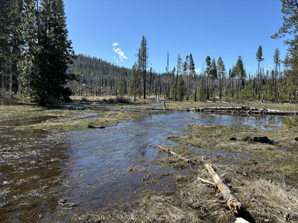 Restored surface flows at Ackerson Meadow during spring runoff | Matt Freitas