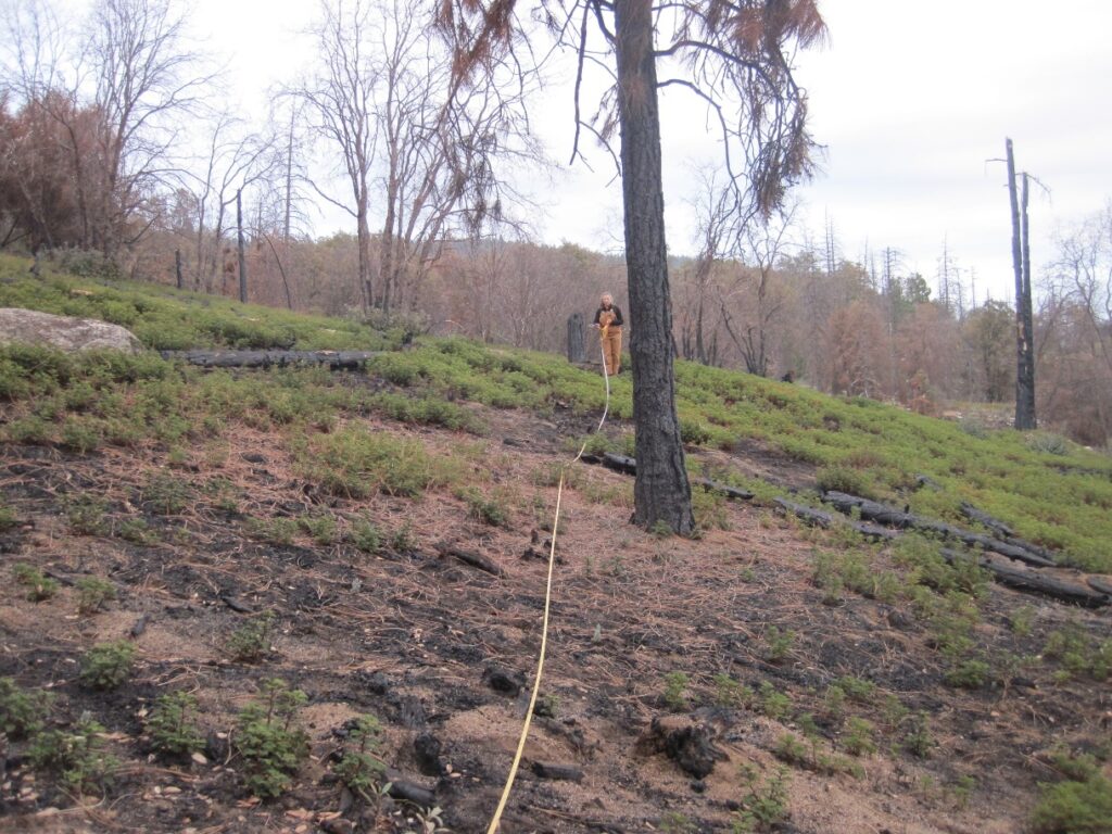 McKenzie Ridge, California | Maiya Greenwood