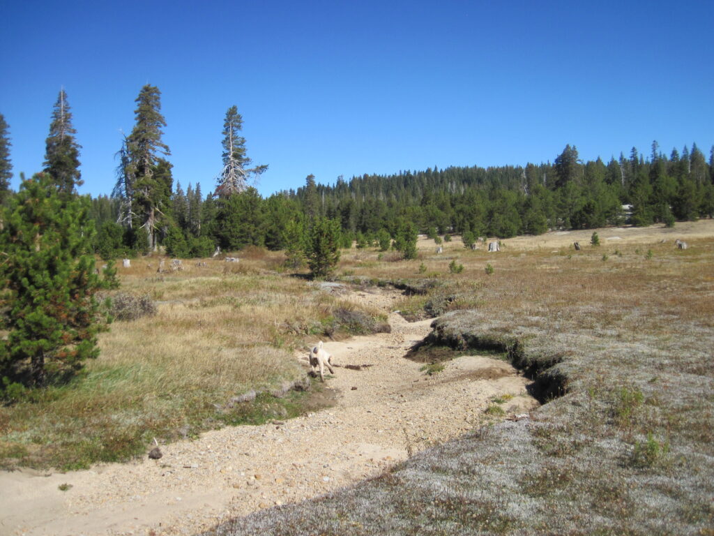Pre-Restoration Wilson Ranch Meadow | Maiya Greenwood