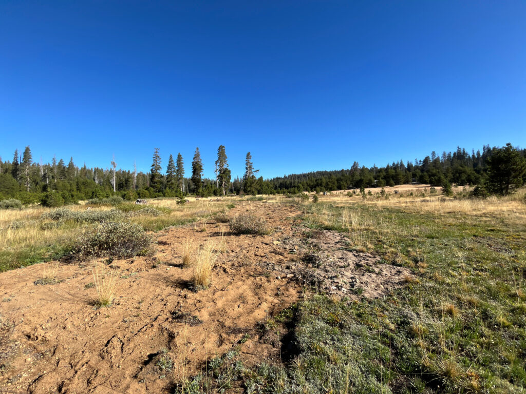 Wilson Ranch Meadow post-restoration, California | Allison Hacker