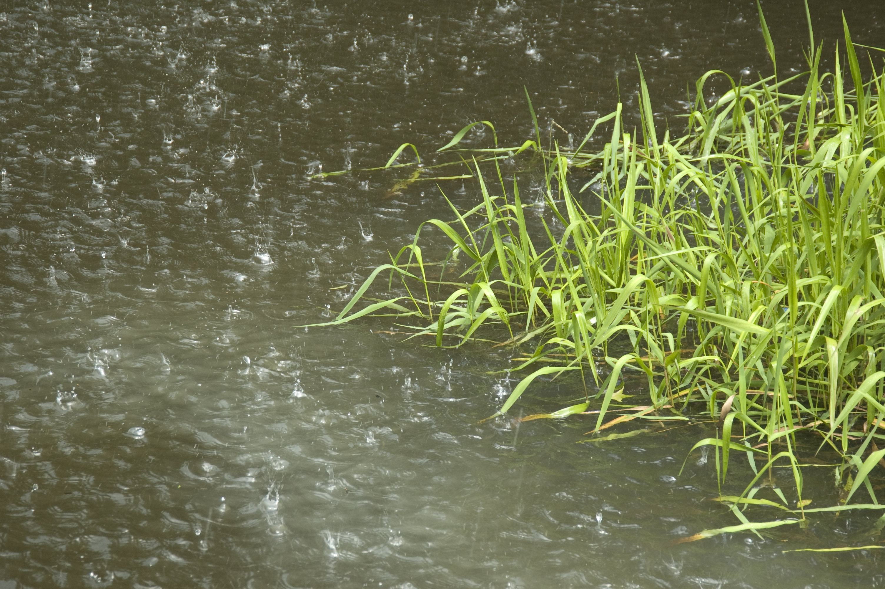 South Fork of the Edisto River, South Carolina | Larry Price