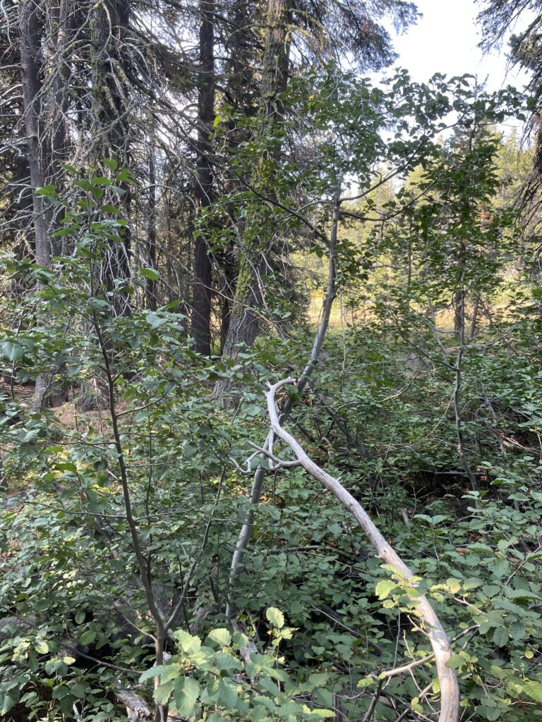 North Yuba River, Log Meadow | Samuel Solomon