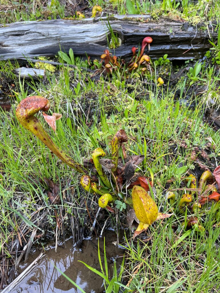 North Yuba River, Log Meadow | Samuel Solomon