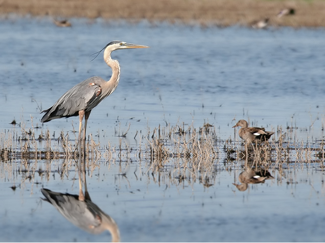 Heron in Huron River, South Dakota | Chris Bailey, USFWS